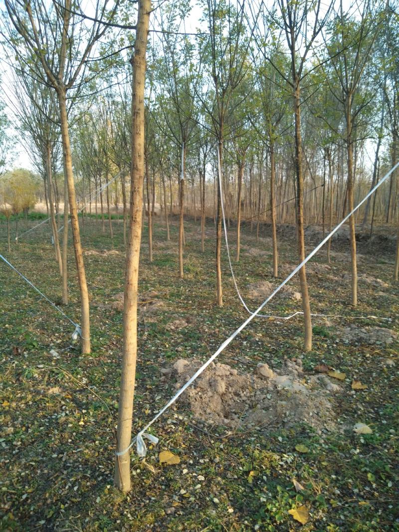 山东滨州种苗基地精品国槐10-30公分精品存活率高