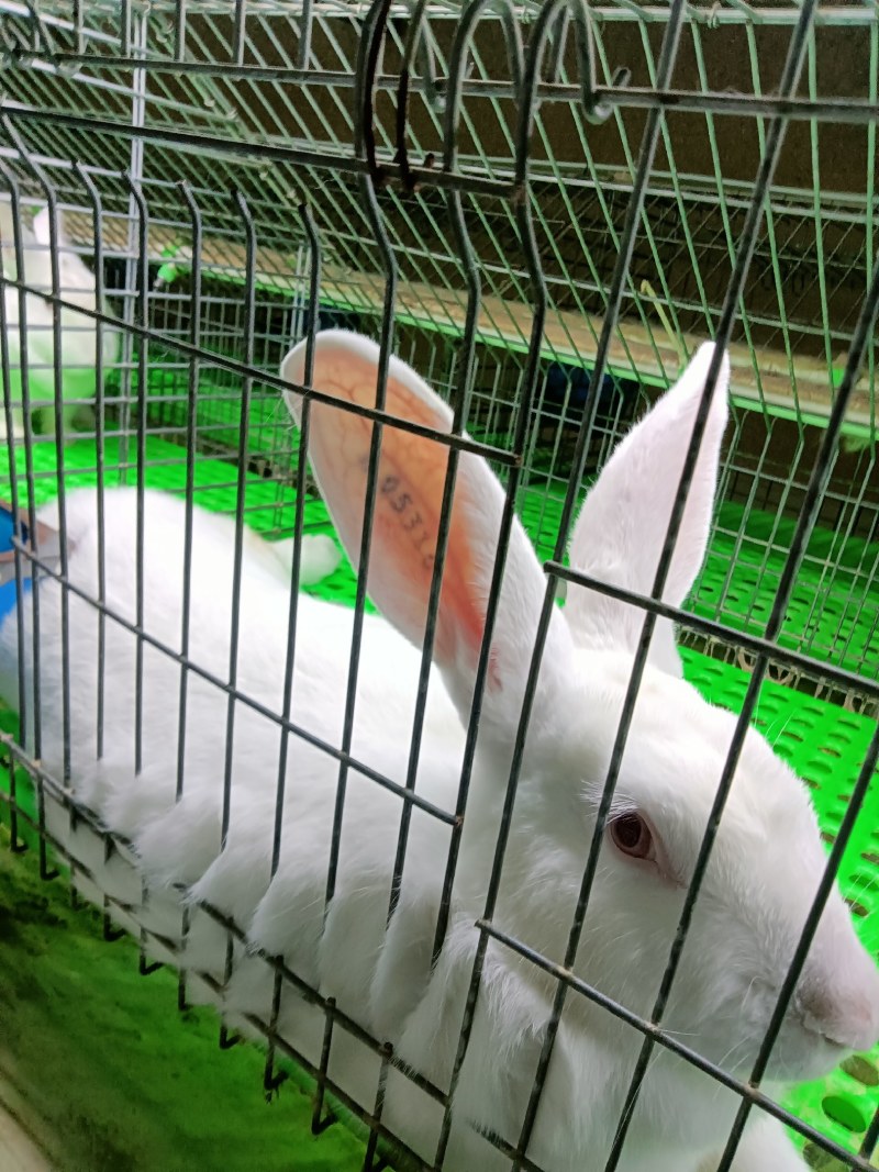 种兔，伊拉种兔，包回收