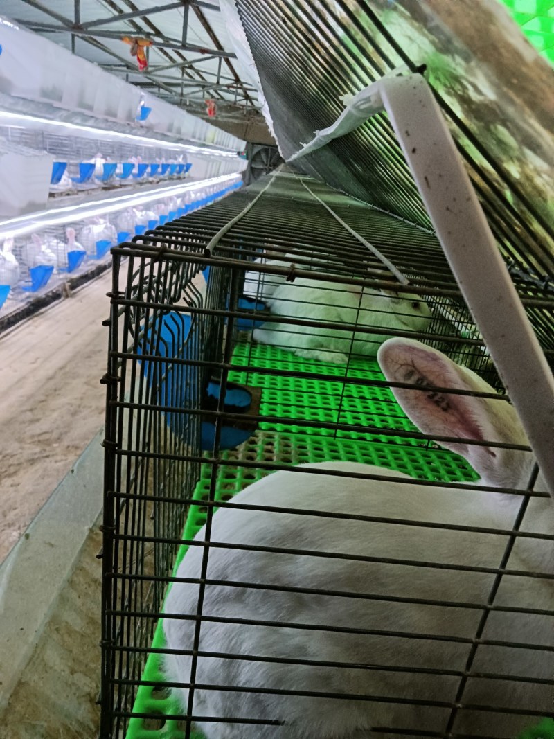 种兔，伊拉种兔，包回收