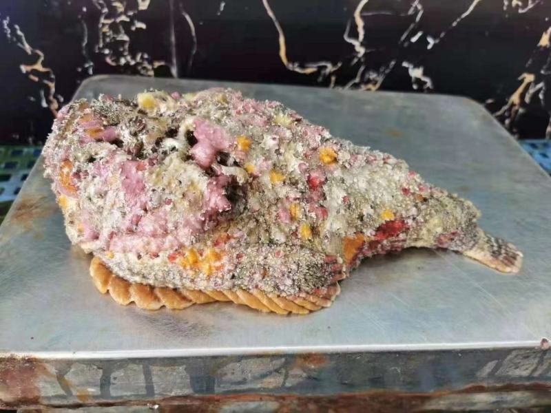 西沙石头鱼鲜活活鱼放血肉质鲜嫩多汁处理内脏鱼刺真空包装！