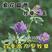 紫花苜蓿种子猪牛羊兔鸡鸭鹅多年生四季养殖牧草苜蓿草籽鱼草