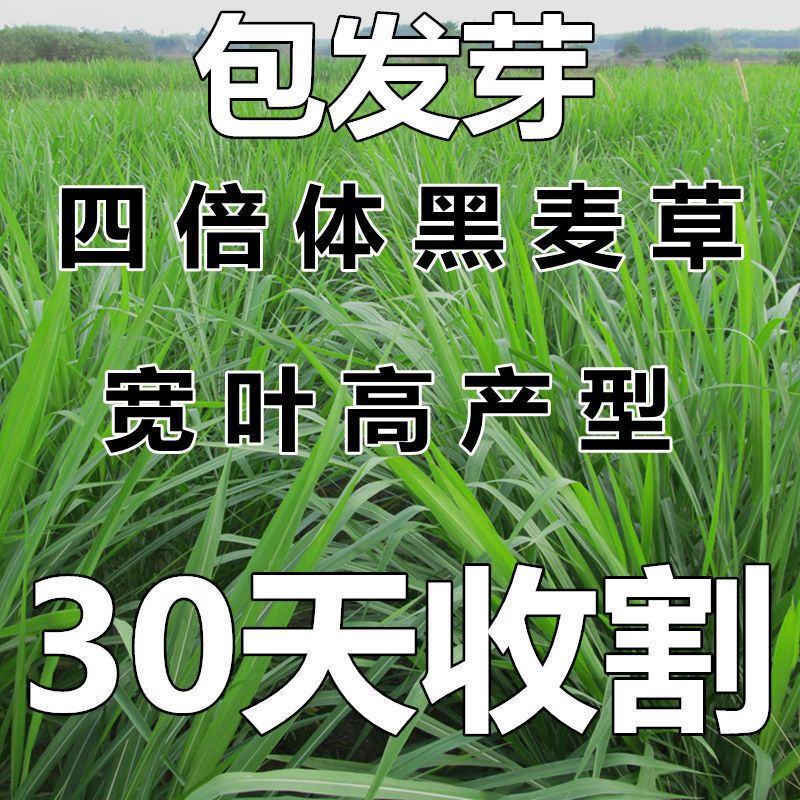 牧草种子黑麦草子种籽多年生南北方四季种植畜牧养殖牛羊猪鱼