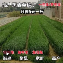 牧草种子黑麦草子种籽多年生南北方四季种植畜牧养殖牛羊猪鱼