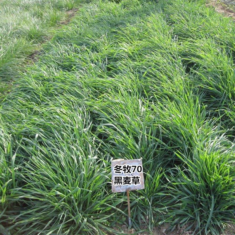 牧草种子黑麦草子种籽多年生南北方四季种植畜牧养殖牛羊猪鱼