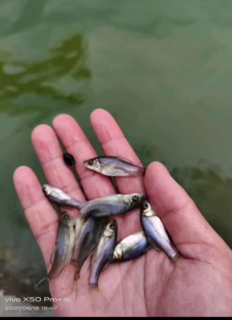 鲤鱼/岩原鲤、属高端鱼种、基地直供、技术指导