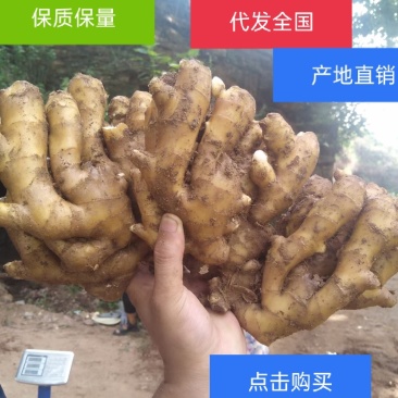 山东生姜基地【视屏看货】以质论价质量保证！物流发货中