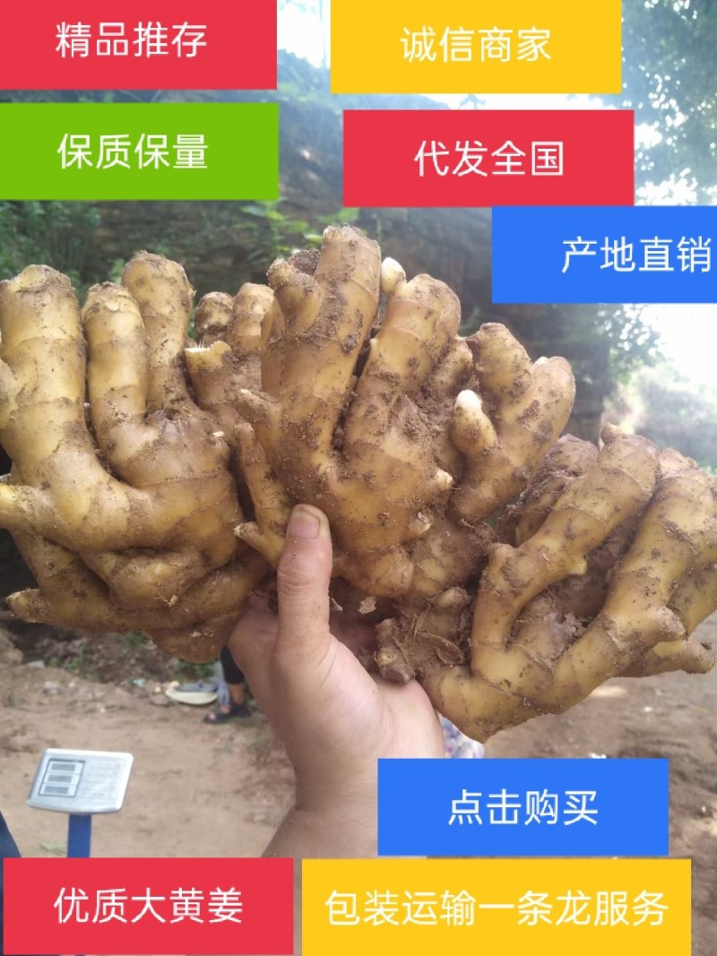 山东生姜基地【视屏看货】以质论价质量保证！物流发货中