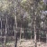 香樟价格，樟树价格，6公分香樟，8公分香樟，10公分香樟