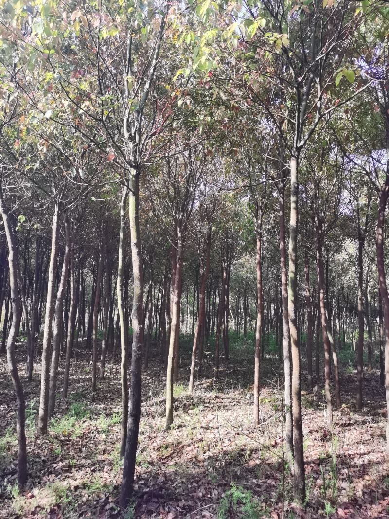 香樟价格，樟树价格，6公分香樟，8公分香樟，10公分香樟