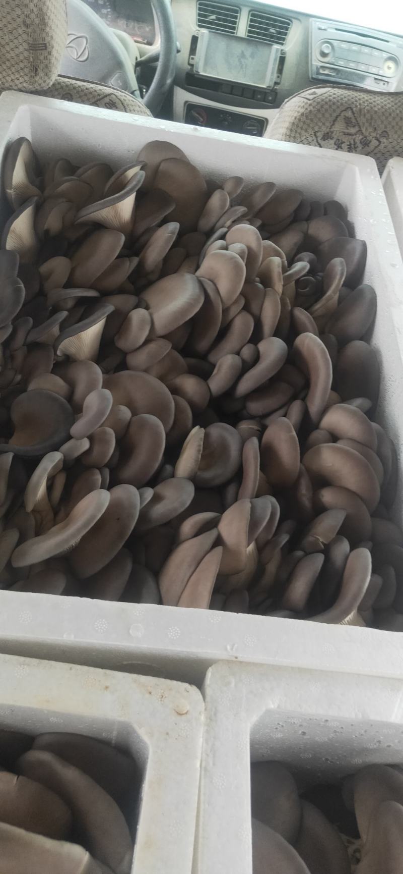 秋菇上市，欢迎新老客户前来考察订购，合作共赢