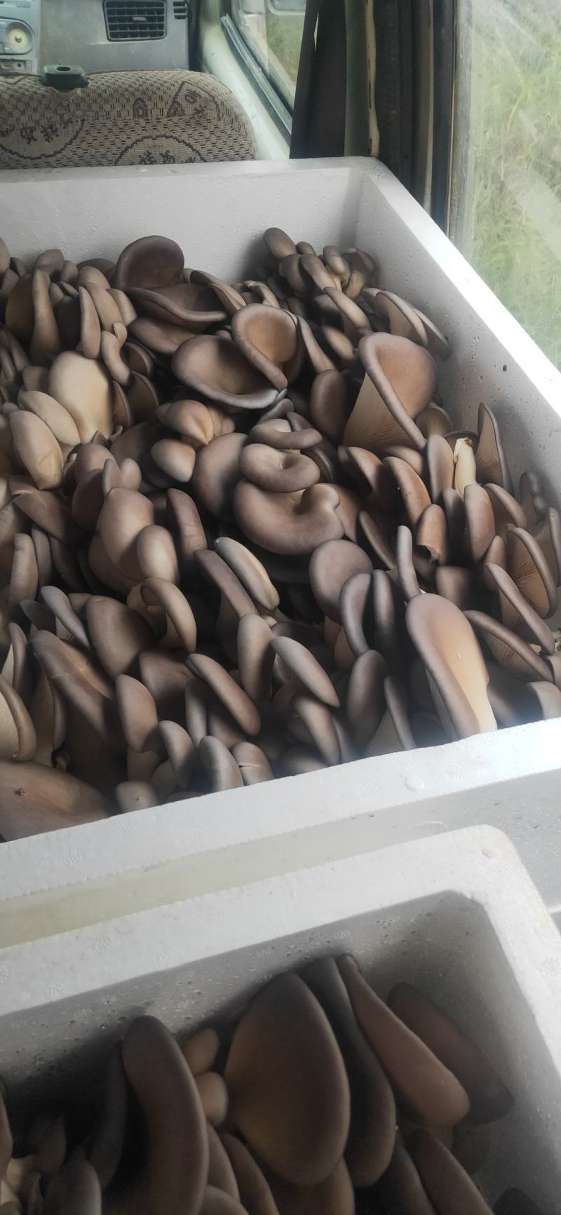 秋菇上市，欢迎新老客户前来考察订购，合作共赢