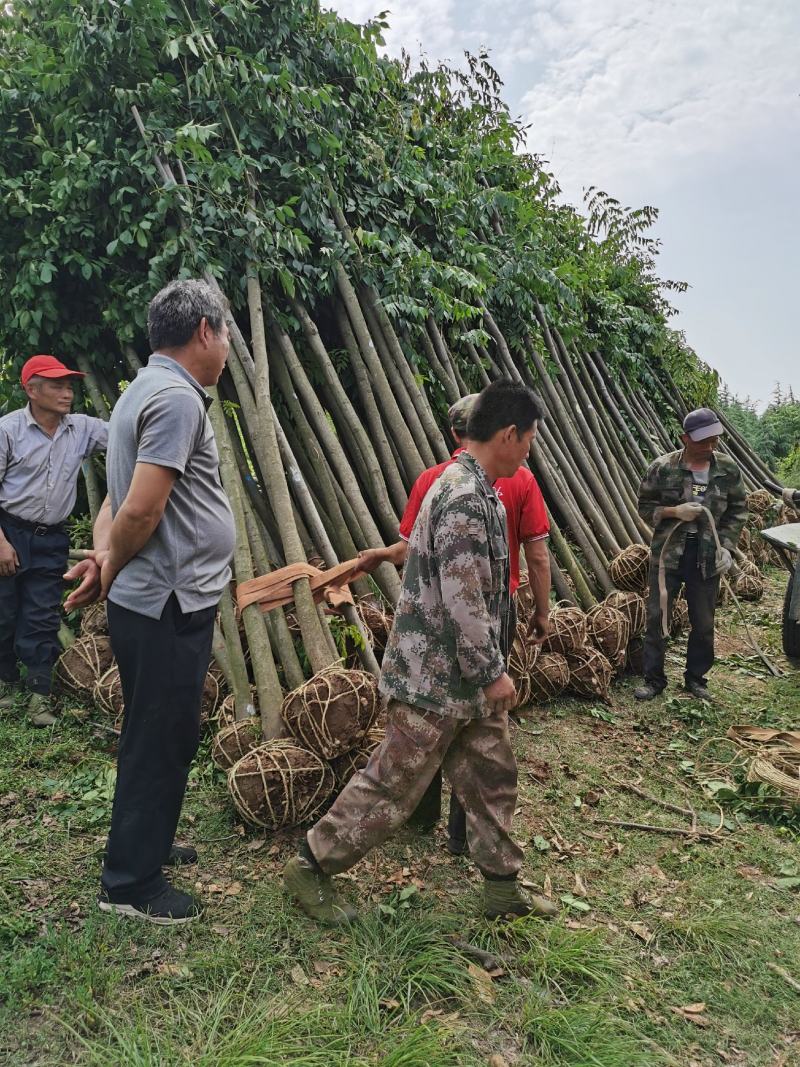 栾树价格，栾树，6公分栾树价格8公分栾树价格，10公分