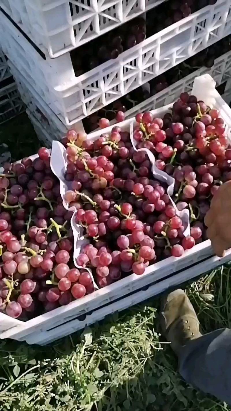 飓风葡萄货源充足，质量好，口感甜，欢迎各地客商前来考察