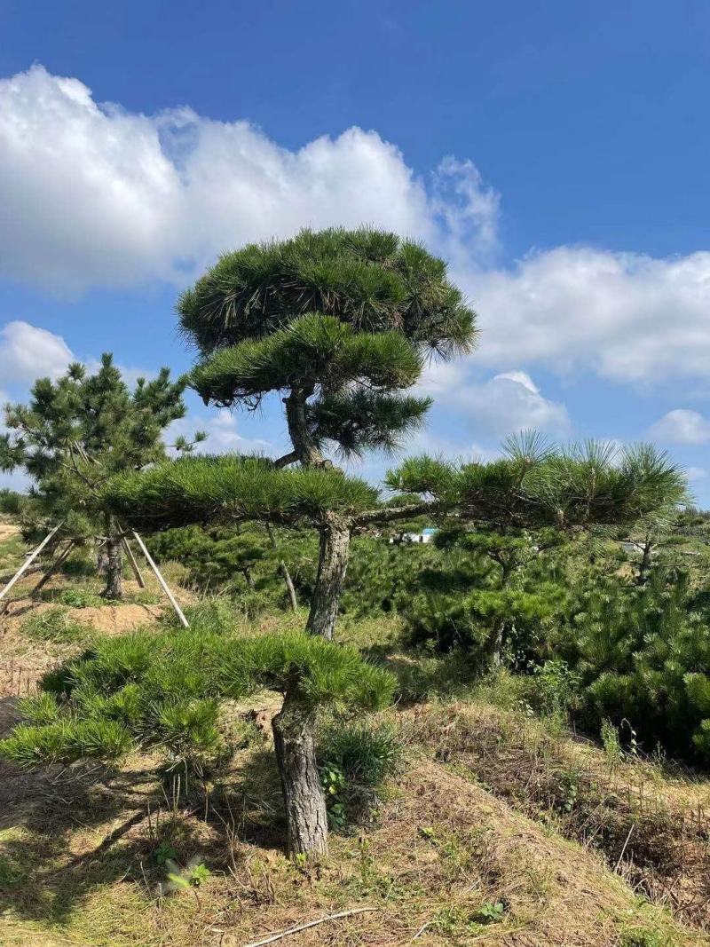 造型黑松，造型油松，造型松，景观松，全国大型基地