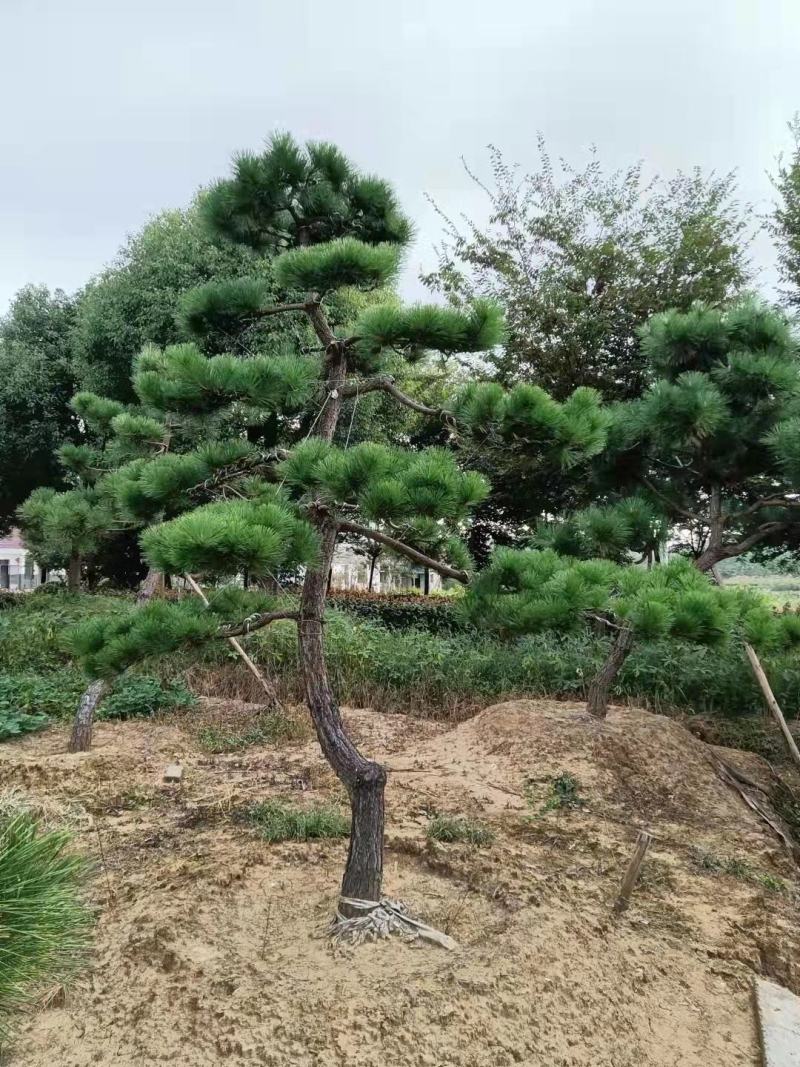造型黑松，造型油松，造型松，景观松，全国大型基地
