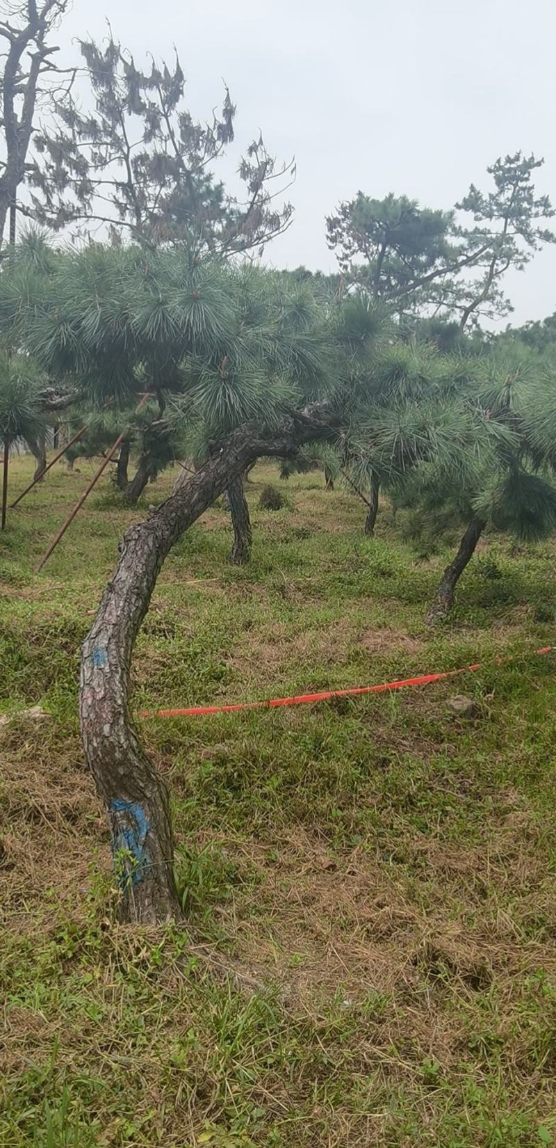 造型黑松，造型油松，造型松，景观松，全国大型基地