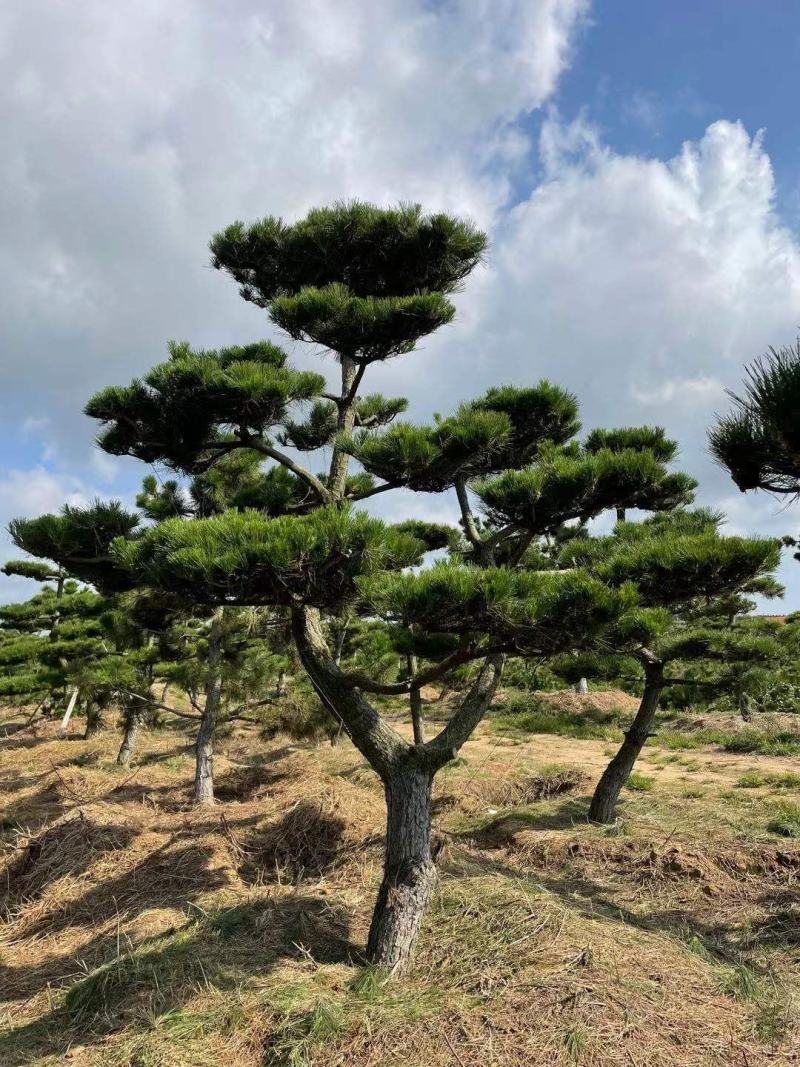 造型黑松，造型油松，造型松，景观松，全国大型基地