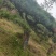 造型黑松，造型油松，造型松，景观松，全国大型基地