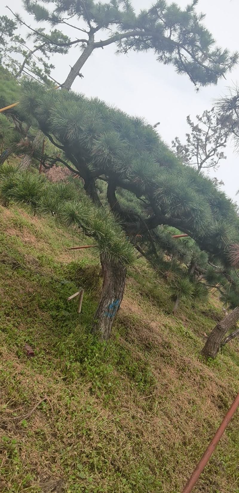 造型黑松，造型油松，造型松，景观松，全国大型基地