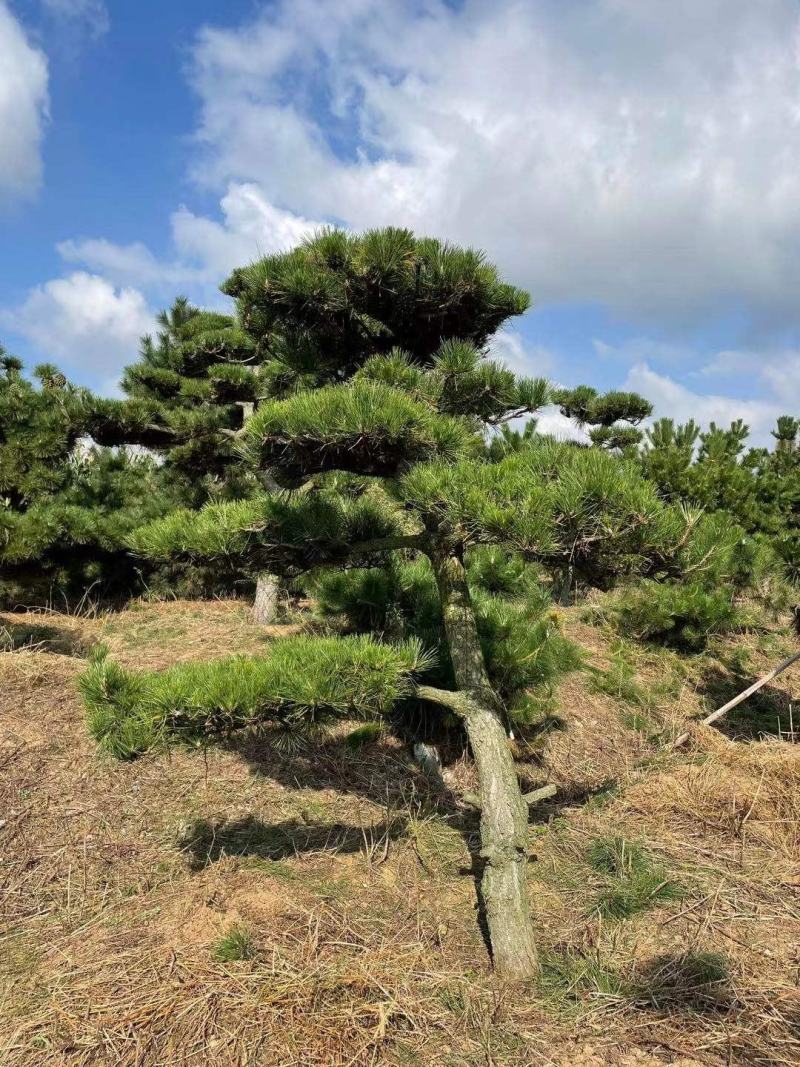 造型黑松，造型油松，造型松，景观松，全国大型基地