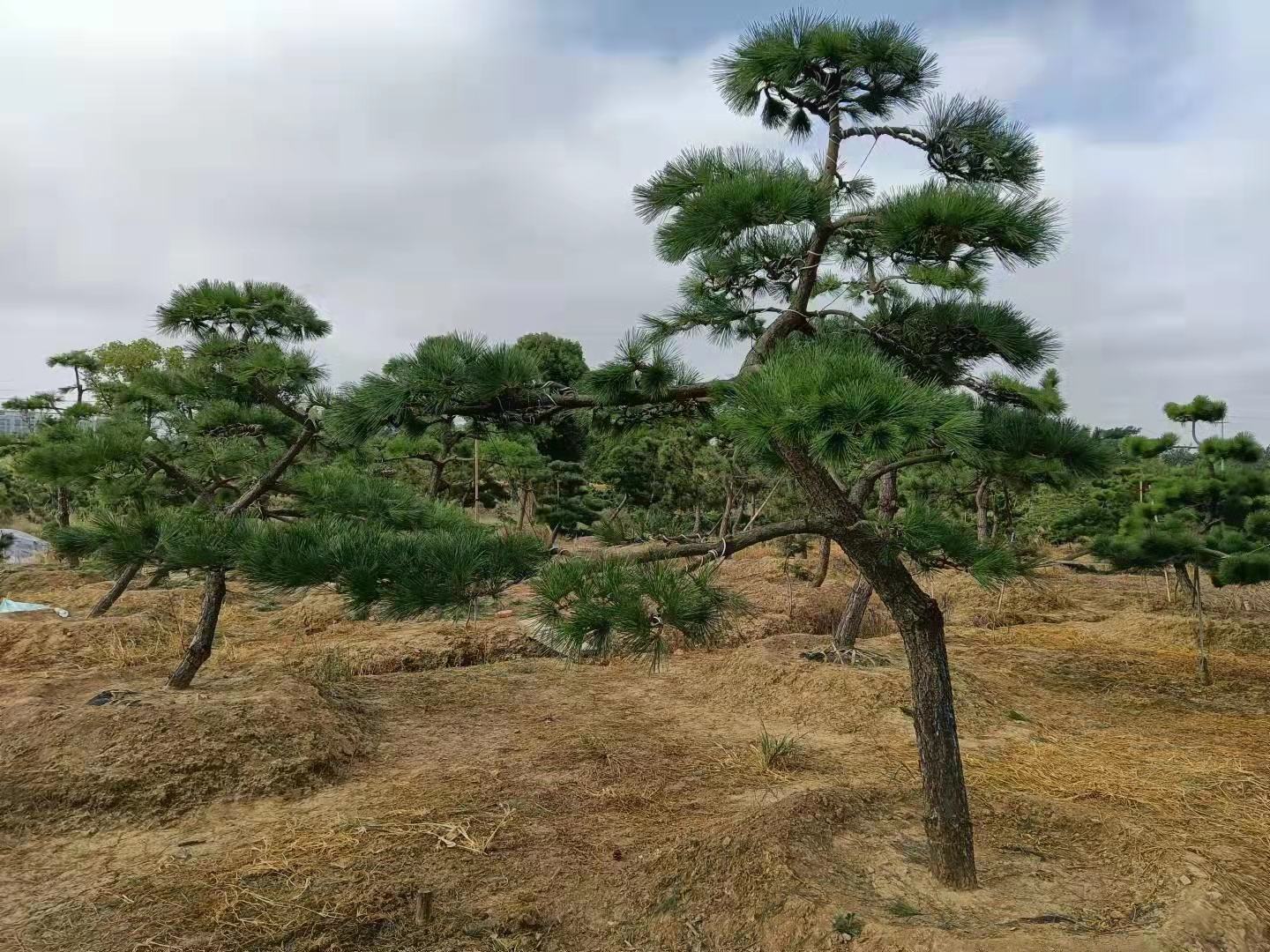 罗汉松盆景修剪前后对比图