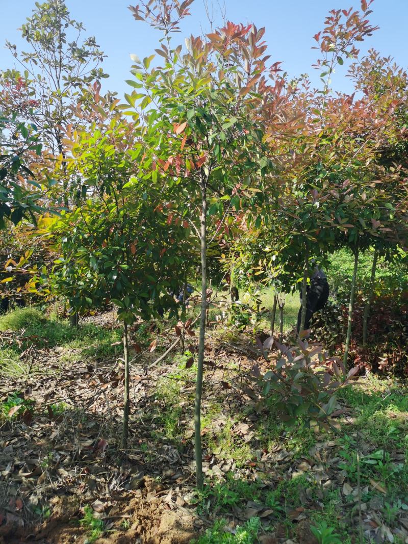 高杆红叶石楠价格，石楠树价格，红叶石楠，单杆红叶石楠价格