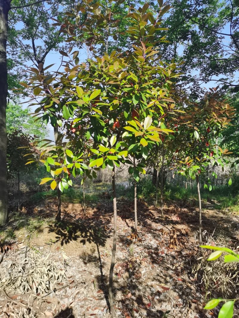 高杆红叶石楠价格，石楠树价格，红叶石楠，单杆红叶石楠价格
