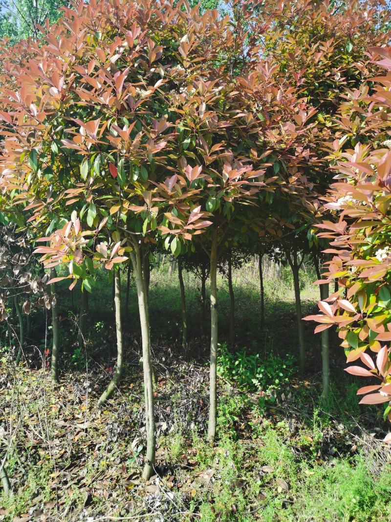 高杆红叶石楠价格，石楠树价格，红叶石楠，单杆红叶石楠价格