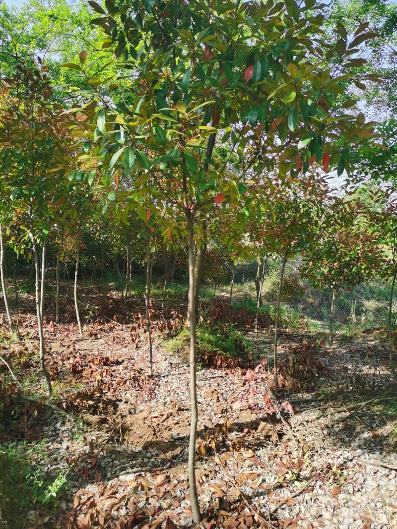 高杆红叶石楠价格，石楠树价格，红叶石楠，单杆红叶石楠价格