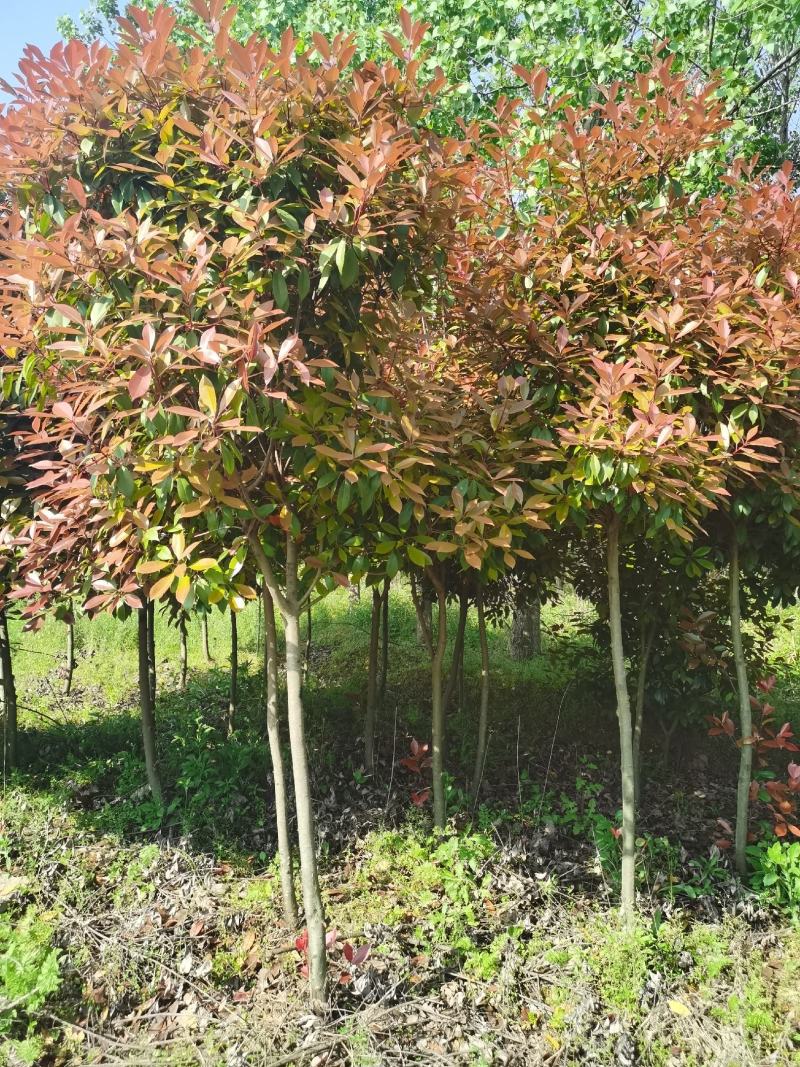 高杆红叶石楠价格，石楠树价格，红叶石楠，单杆红叶石楠价格