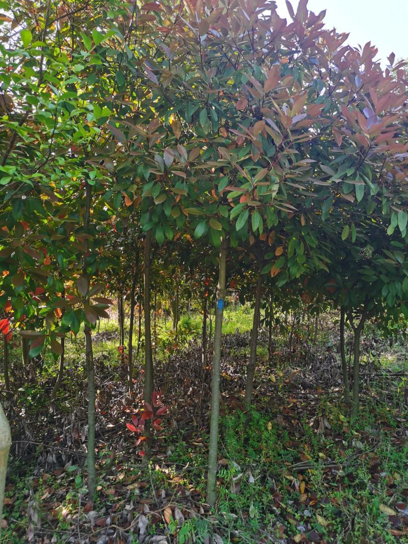 高杆红叶石楠价格，石楠树价格，红叶石楠，单杆红叶石楠价格
