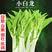 川禾小白龙白菜苔种子株型美观品质优良一代杂交甜脆白嫩粗壮