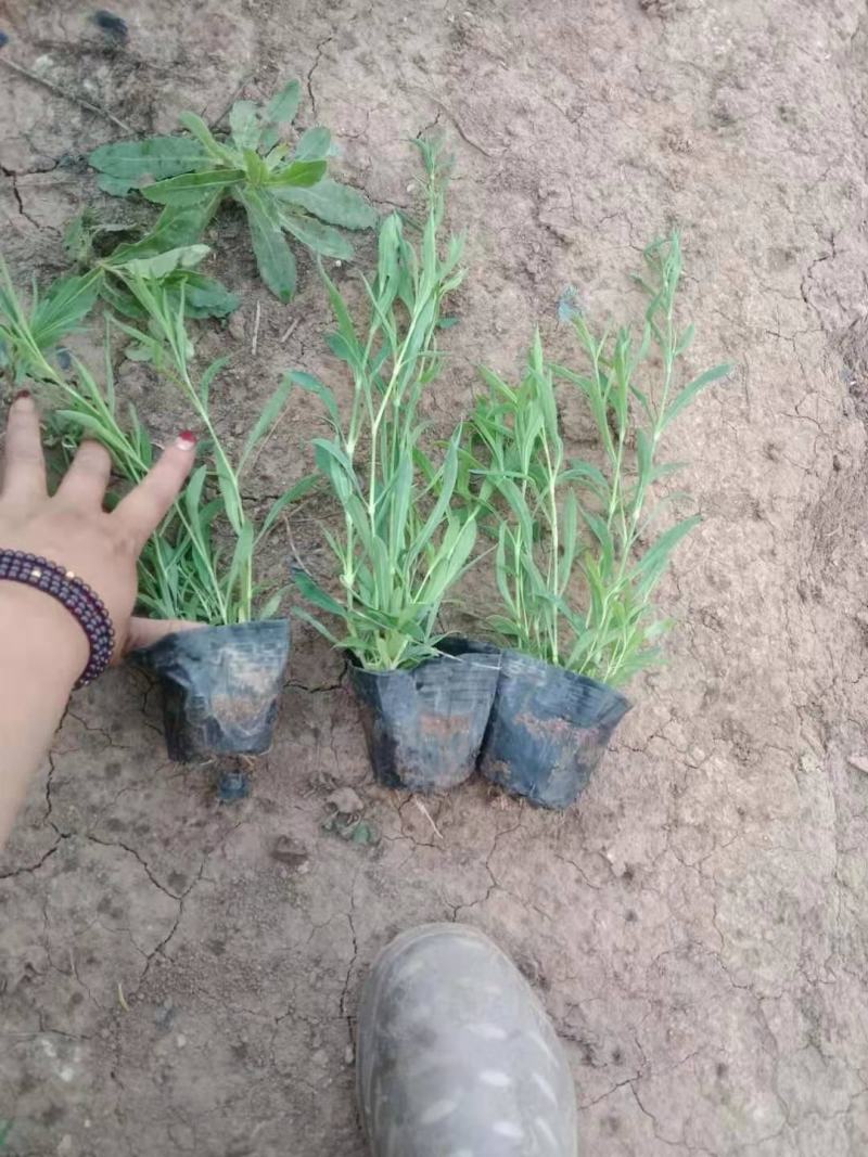 五彩石竹，一手货源，大量有货，基地直发，批发