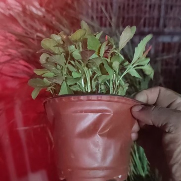 月见草