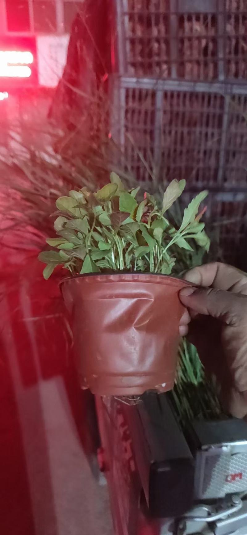 月见草