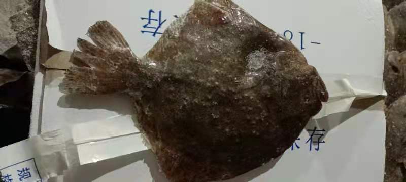 冷冻多宝鱼