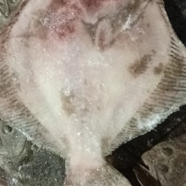 冷冻多宝鱼