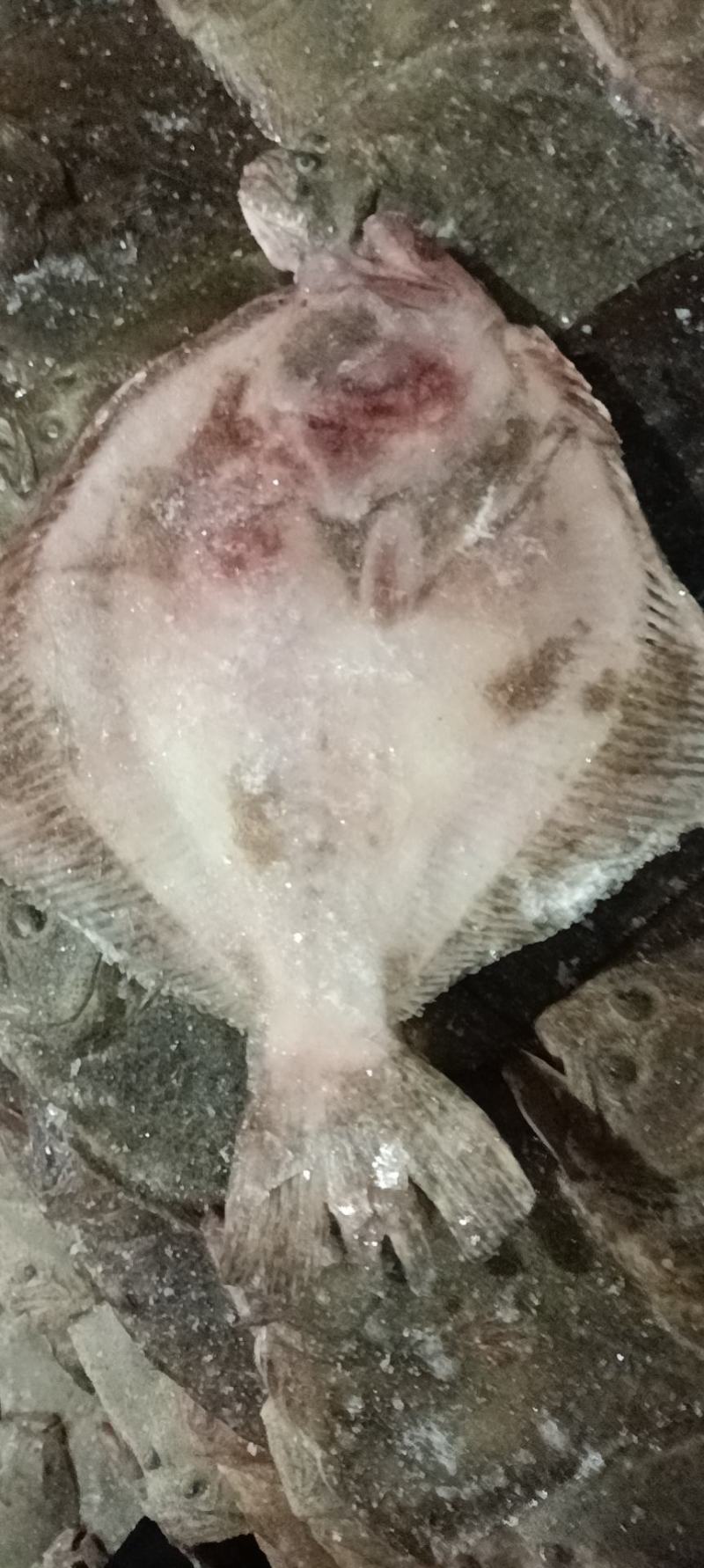 冷冻多宝鱼
