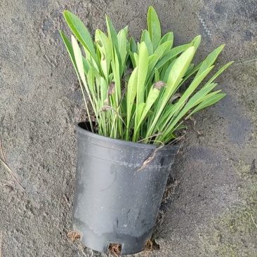金鸡菊