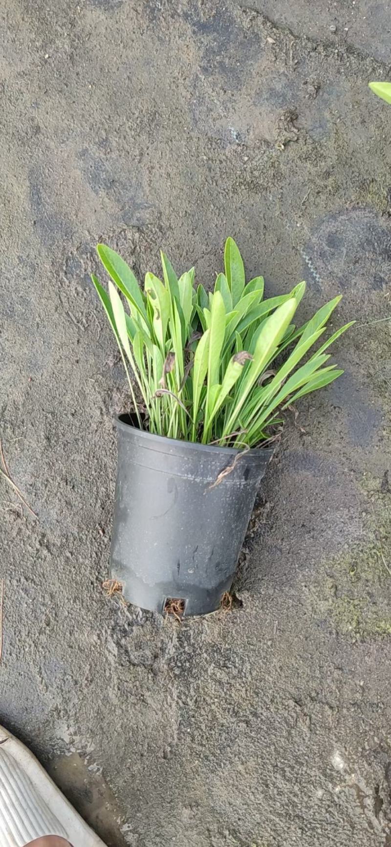 金鸡菊