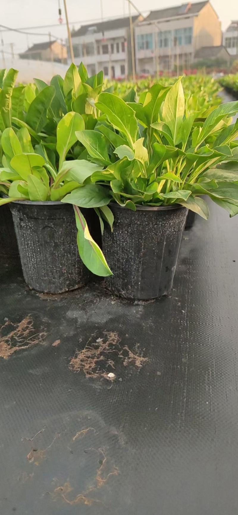 宿根花吊钟柳