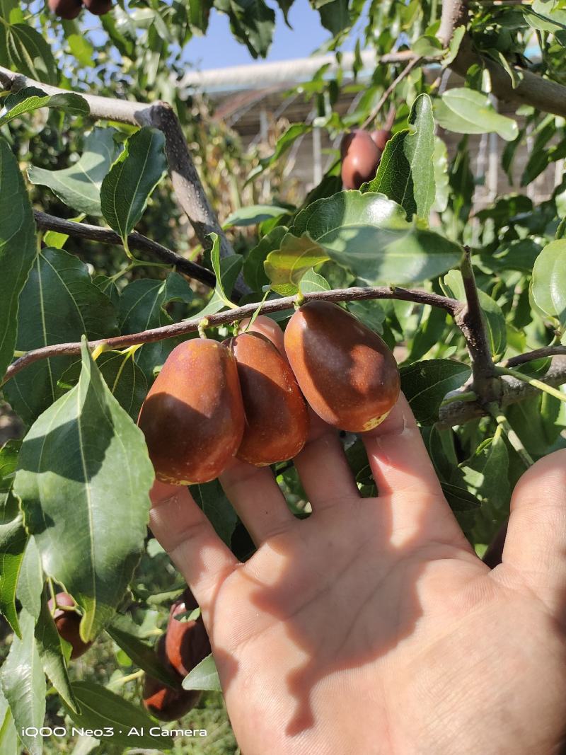 俊枣景泰县鲜枣脆甜可口