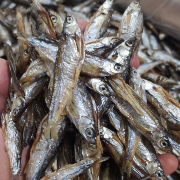 农家日晒淡水无盐鱼干，可做猫咪狗狗龟龟等粮食