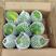 木瓜，广州木瓜产区货源，基地直供，支持视频看货