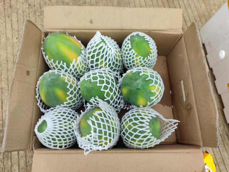 木瓜，广州木瓜产区货源，基地直供，支持视频看货