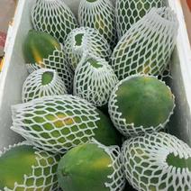 木瓜，广州木瓜产区货源，基地直供，支持视频