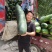 黑皮冬瓜产地代销图片真实质量保证代发全国