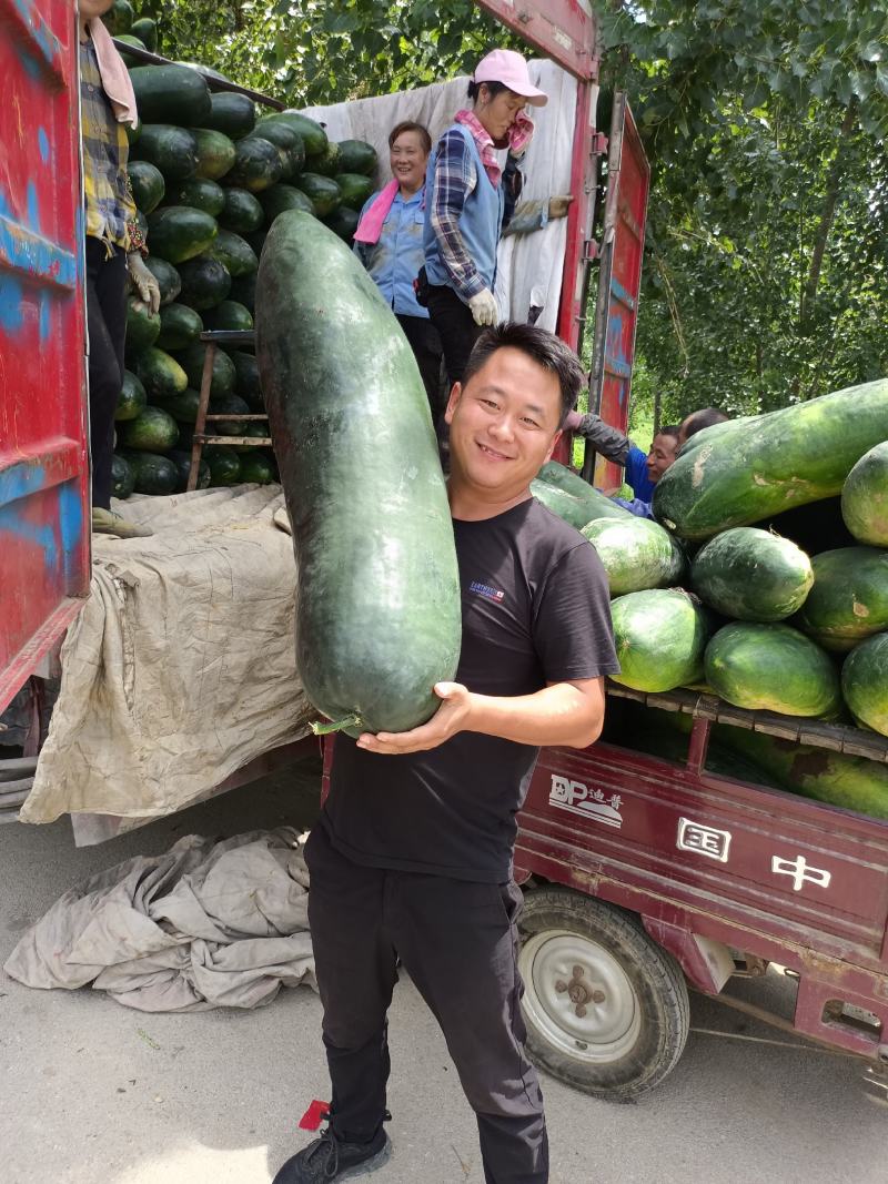 黑皮冬瓜产地代销图片真实质量保证代发全国