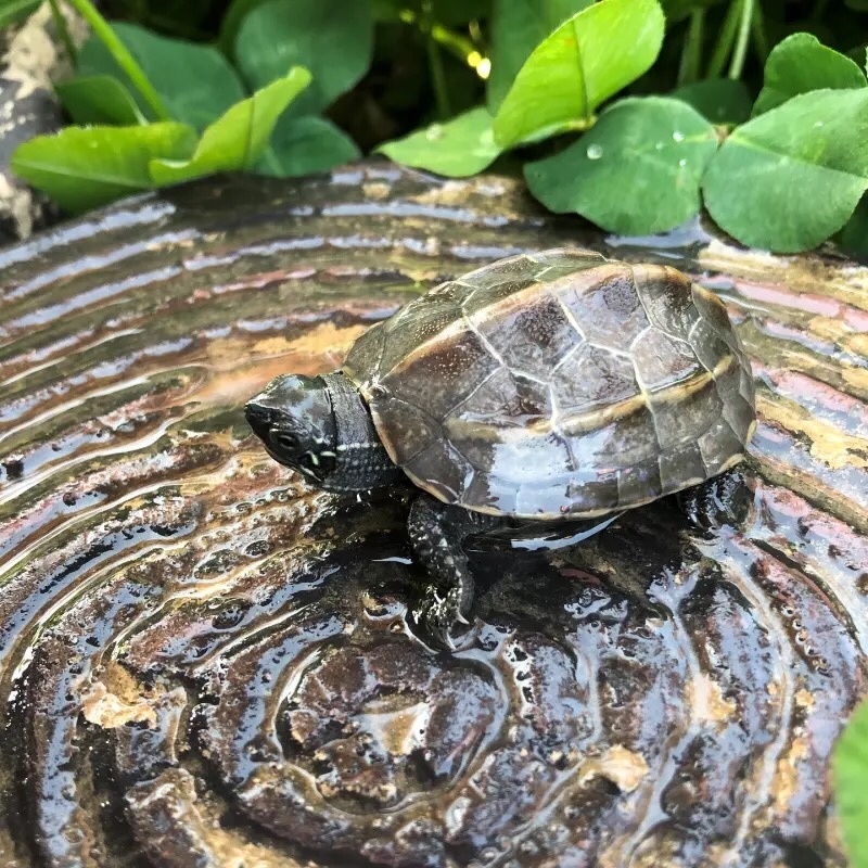 乌龟草龟