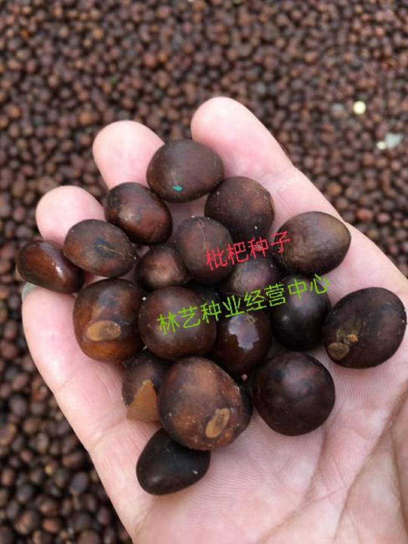 正宗枇杷种子优质枇杷种子当年新采的枇杷种子果树种子